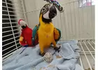 Well Tamed Male and Female African Grey Parrots, Macaw, Cockatoo
